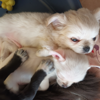 Chihuahua maschietti con pedigree