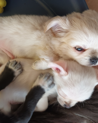 Chihuahua maschietti con pedigree