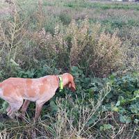 Bracco italiano