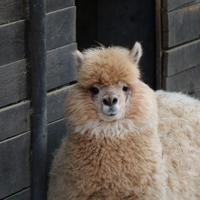 Alpaca maschio