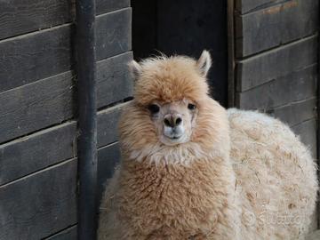 Alpaca maschio