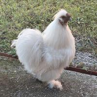 Gallo moroseta 5 mesi di vita