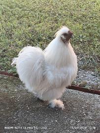 Gallo moroseta 5 mesi di vita