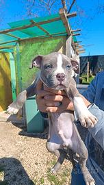 Pitbull cuccioli
