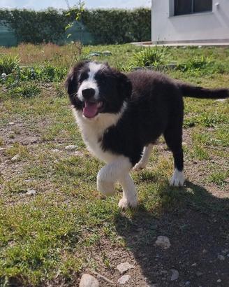 Cucciolo di border collie maschio