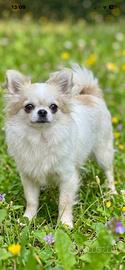 Chihuahua Femmina adulta Pedigree