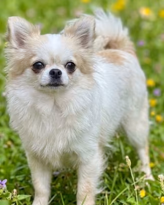 Chihuahua Femmina adulta Pedigree