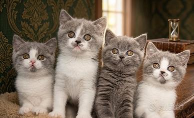 British shorthair bianco e grigio