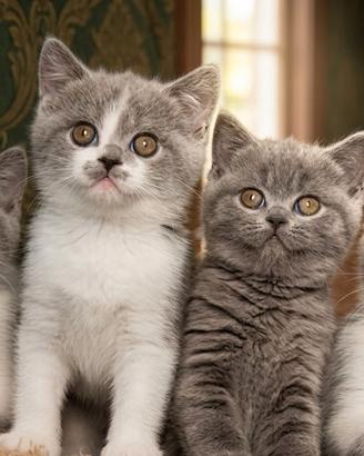 British shorthair bianco e grigio