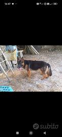 Cucciolo pastore tedesco 5 mesi