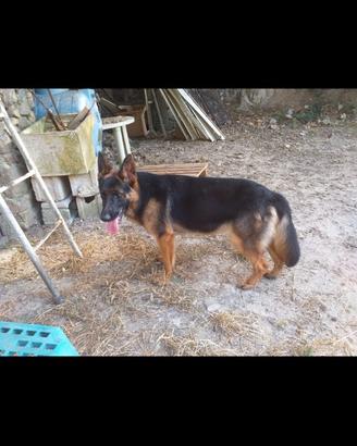 Cucciolo pastore tedesco 5 mesi