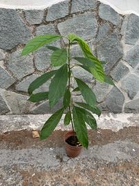 Pianta avocado