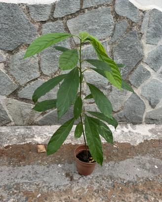 Pianta avocado