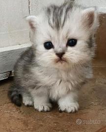 Gattino persiano maschio