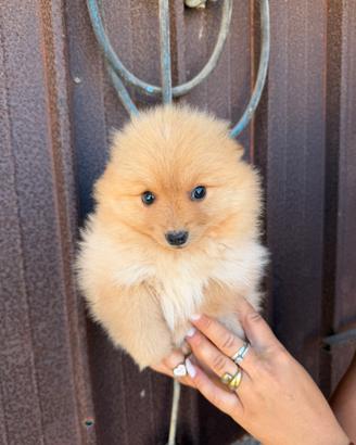 Spitz pomerania toy