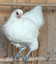 Australorp bianche 