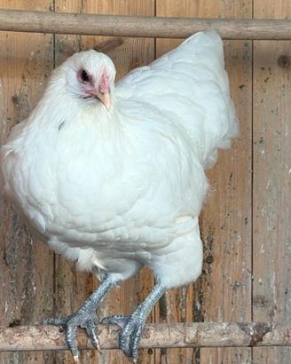 Australorp bianche 