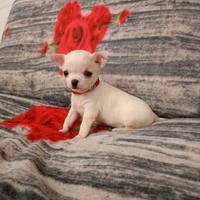 Cuccioli di chihuahua