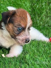 Jack Russell broken