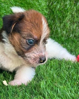 Jack Russell broken