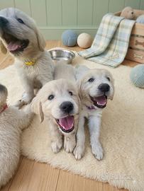 Golden Retriever cuccioli selezionati