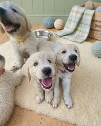 Golden Retriever cuccioli selezionati