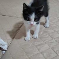 Casa amorevole per un gattino