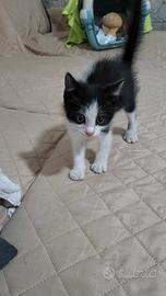 Casa amorevole per un gattino