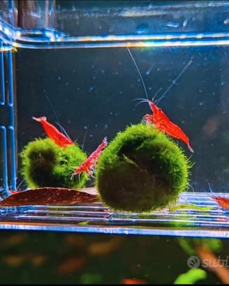 Neocaridine caridine Red Cherry e Red Sakura