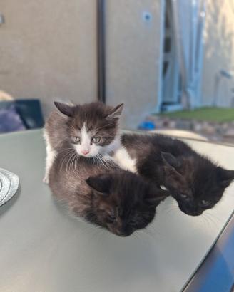 Dolcissimi gattini