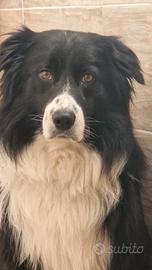 Ghibbs e Bart desiderano compagna