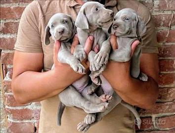Waimaraner weimaraner