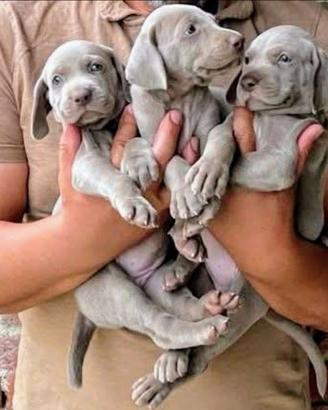 Waimaraner weimaraner