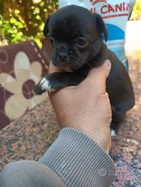 Chihuahua maschietto