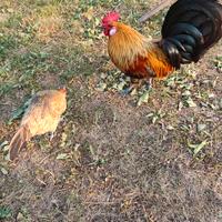 Galline Olandesi nane