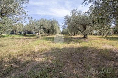 TER. AGRICOLO A PALOMBARA SABINA