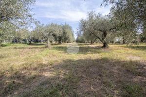 TER. AGRICOLO A PALOMBARA SABINA
