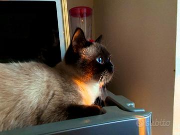 Cercø gatto maschio per accoppiamento con siamese