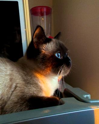 Cercø gatto maschio per accoppiamento con siamese