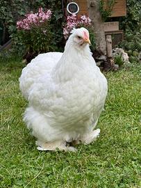 Galline