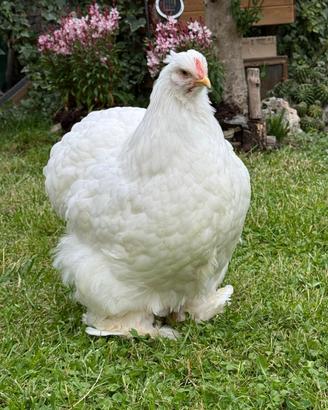 Galline