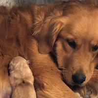 Cuccioli Golden Retriever americani