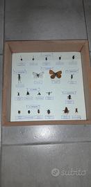 entomologia agraria insetti spillati