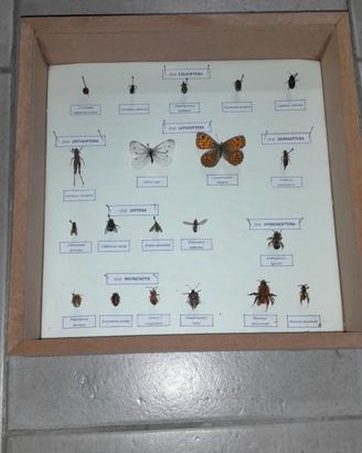 entomologia agraria insetti spillati