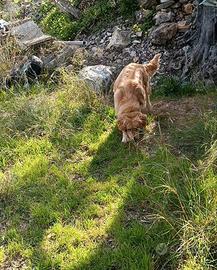 Allevamento cagnolini