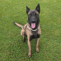 Pastore belga Malinois