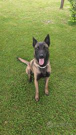 Pastore belga Malinois