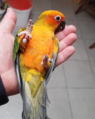 Conuri del sole allevati a mano