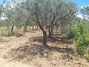 piccolo-uliveto-di-mq-1629-in-agro-di-massafra