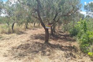 Piccolo uliveto di mq. 1629 in agro di massafra